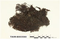 藏品(耳葉蘚科 (毛耳葉蘚科))的圖片